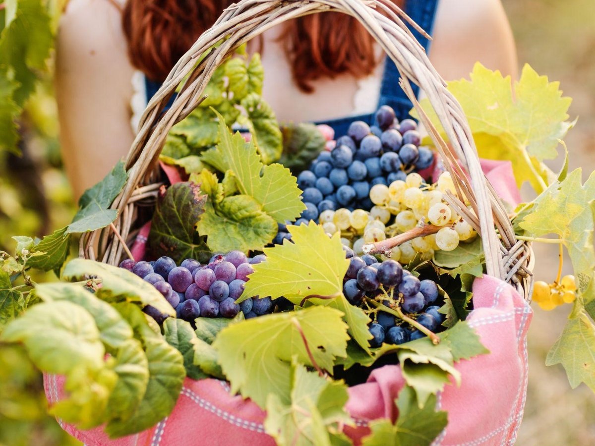 Freshly harvested grapes in a basket