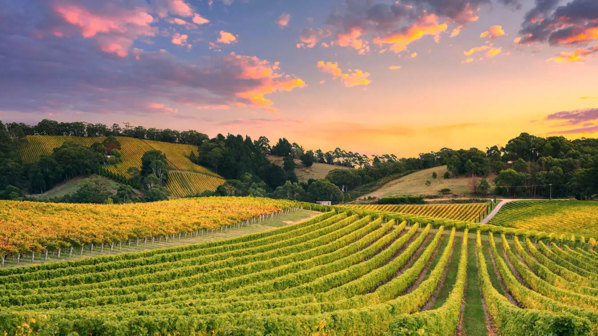 Vineyard landscape at sunset