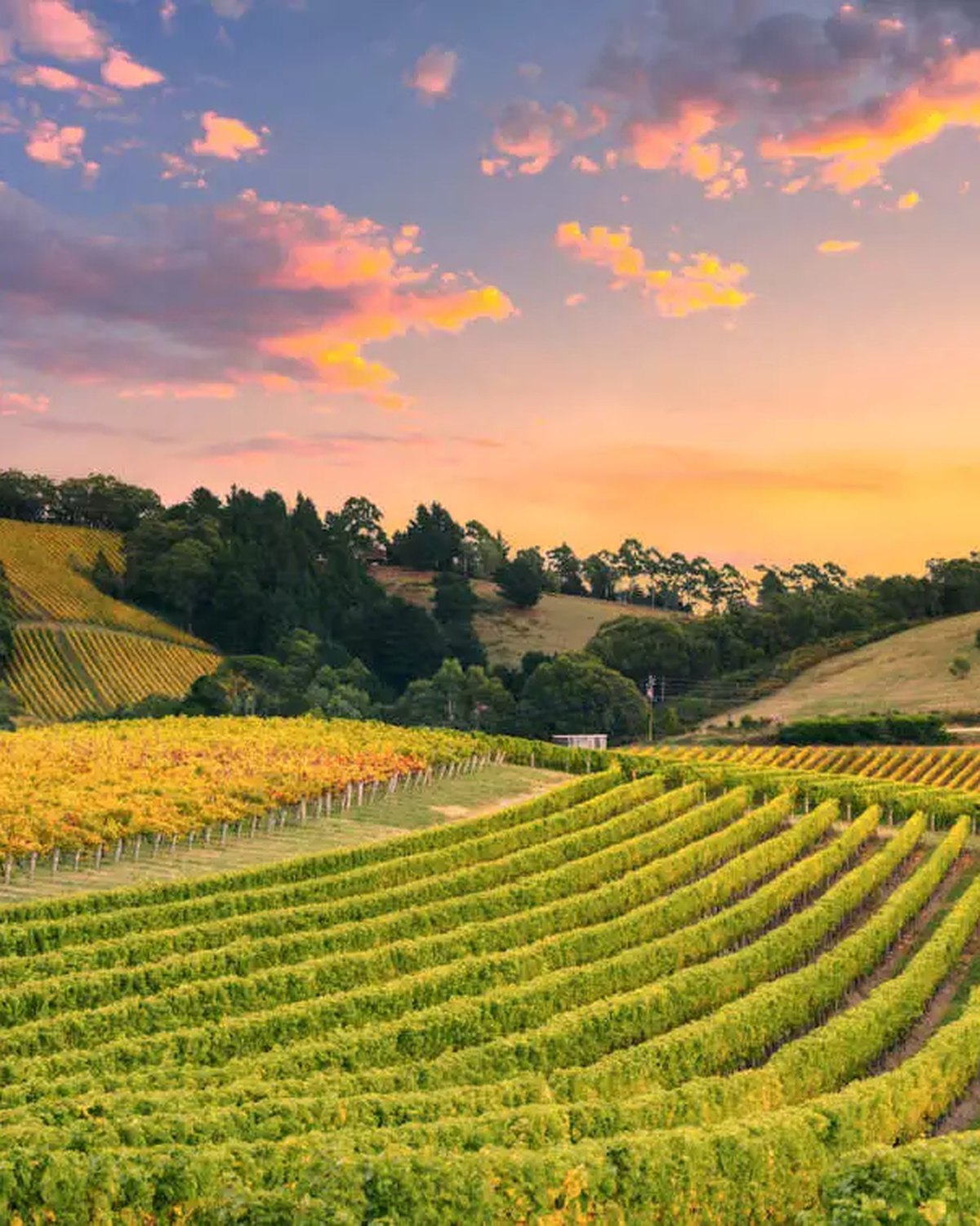 Vineyard rows in Napa Valley at sunset